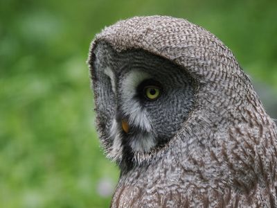 Great Grey owl