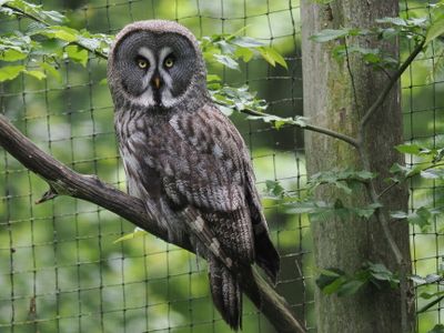 Great Grey owl