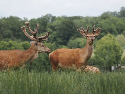 Red deer