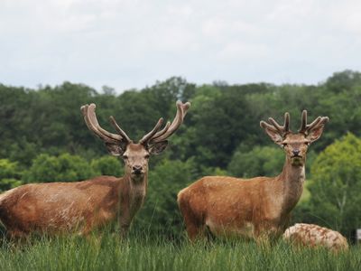 Red deer