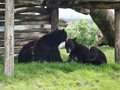 Black bears