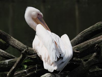 Pelican