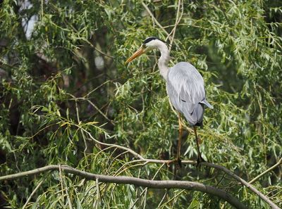 Grey heron