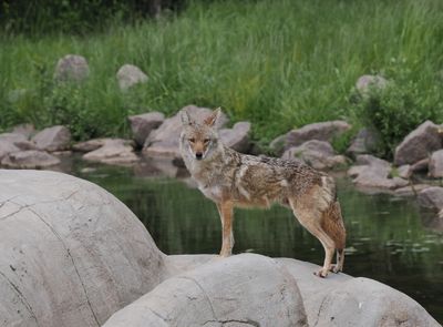 Coyote