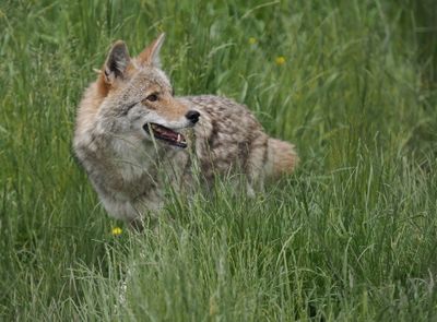 Coyote