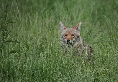 Coyote