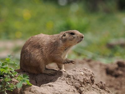 Prairie dog