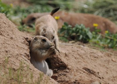 Prairie dogs