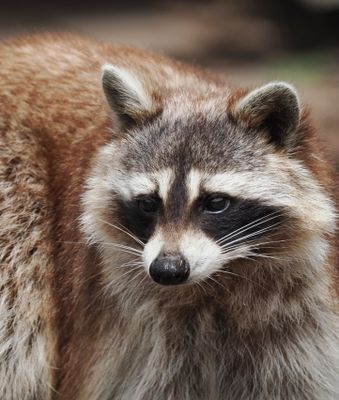 Racoon