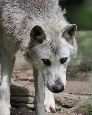 European wolf