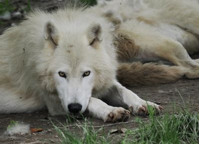 Arctic wolf