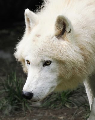 Arctic wolf