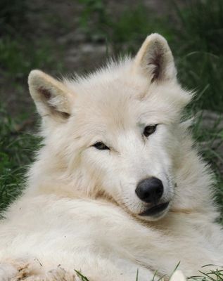 Arctic wolf