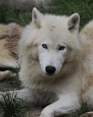 Arctic wolf