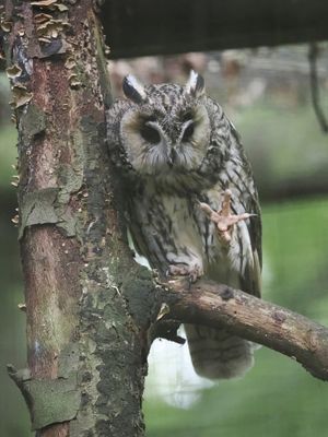 Long eared owl
