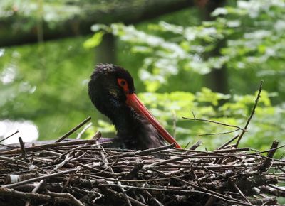 Black stork
