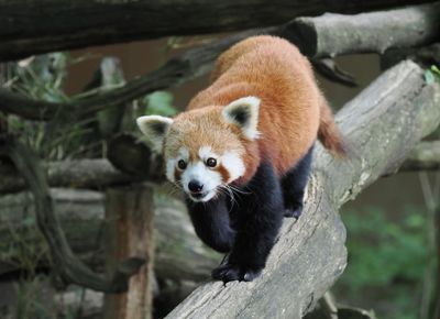 Red Panda