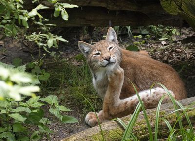 Lynx