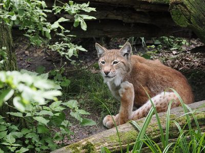 Lynx
