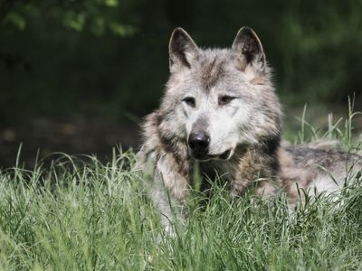 European wolf