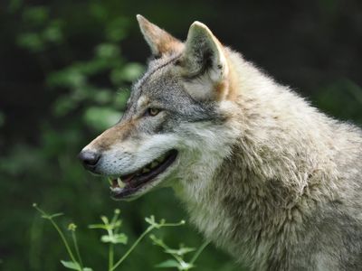 European wolf