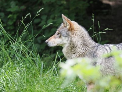 European wolf