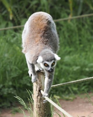 Lemur