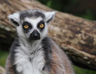 Lemur