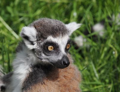 Lemur