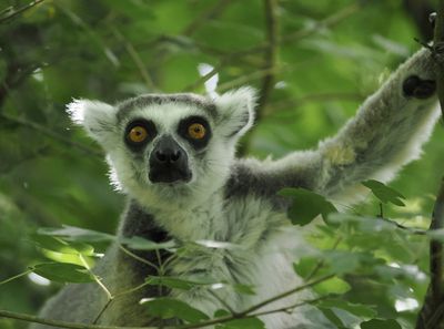 Lemur