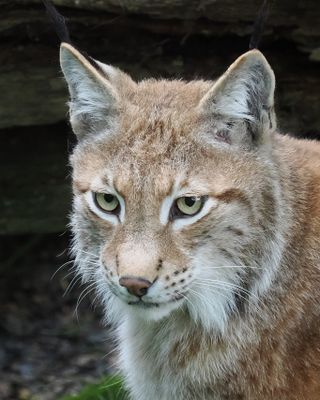 Parc Animalier de Sainte Croix 2024