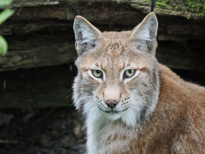 Lynx
