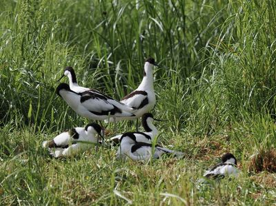 Pied avocets