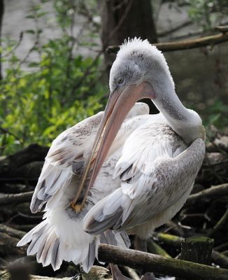 Dalmatian pelican - pélican frisé