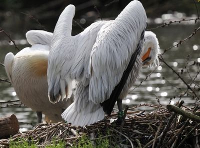 Dalmatian pelican - pélican frisé