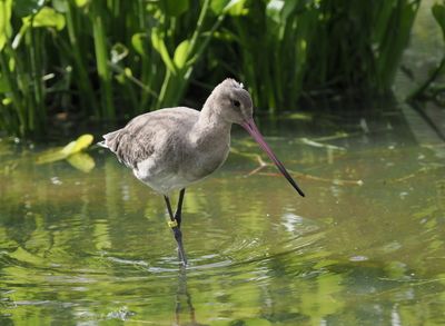 Black-tailed godwit - barge - Uferschnepfe - Limosa limosa