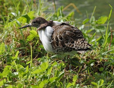 Ruff - Calidris pugnax