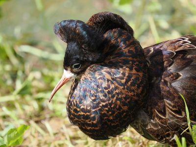 Ruff - Calidris pugnax - male