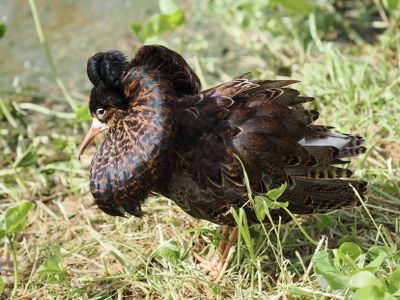 Ruff - Calidris pugnax - male