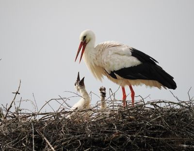 White storks