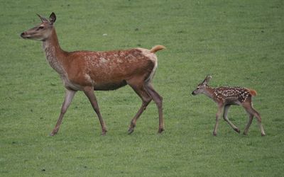 Red deer