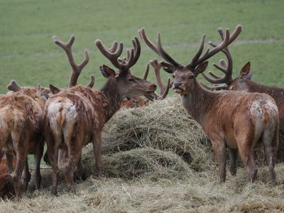 Red deer
