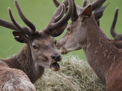 Red deer