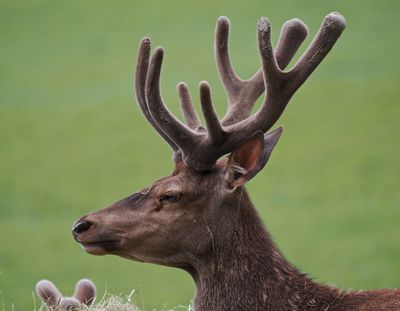 Red deer