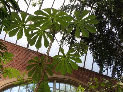 Jardin botanique - leaf fingers
