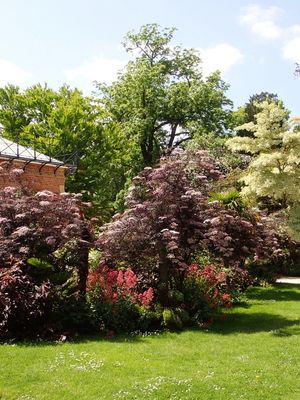 Jardin botanique - shrubs