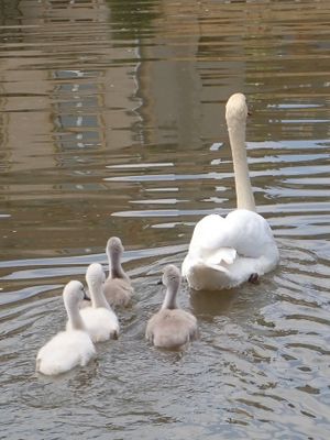 Swan family outing
