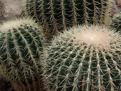 Prickly