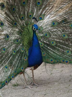 Peacock