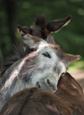 Wildpark Daun